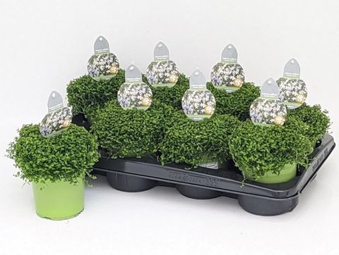 Isotoma fluviatilis 'White Star'