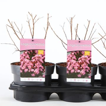 Lagerstroemia indica EVELINE