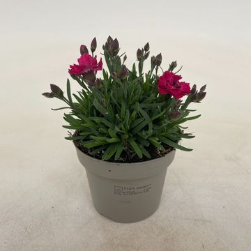 Dianthus DIANTICA EARLY LOVE