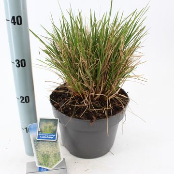 Deschampsia cespitosa 'Goldschleier'