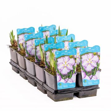 Iris ensata DINNER PLATE TIRAMISU