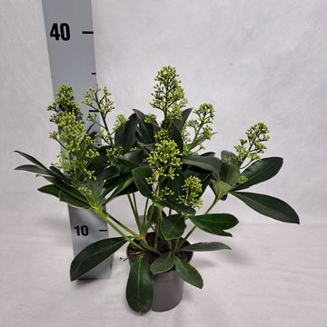 Skimmia japonica 'Finchy'