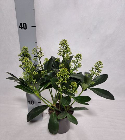 Skimmia japonica 'Finchy'