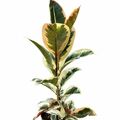 Ficus elastica 'Tineke'