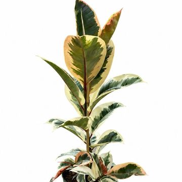 Ficus elastica 'Tineke'