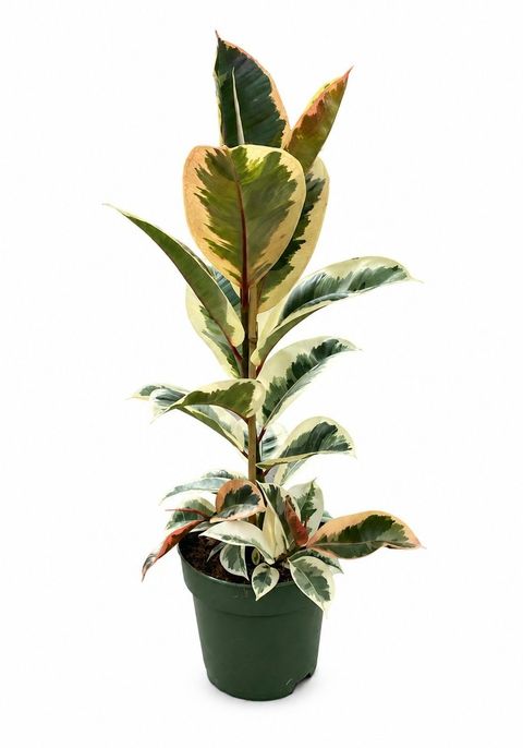 Ficus elastica 'Tineke'