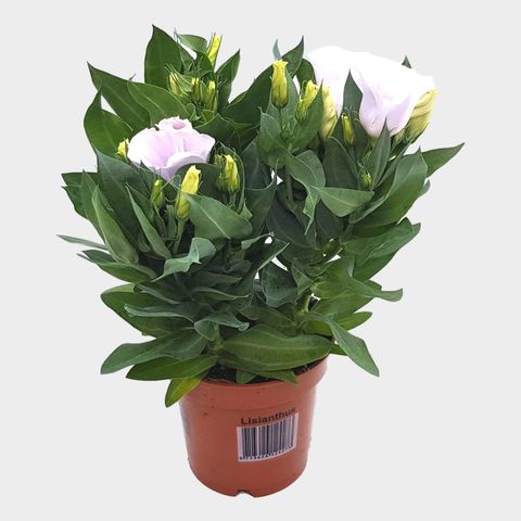 Eustoma grandiflorum 'Bolero Ivory'