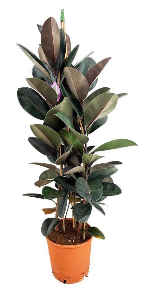 Ficus elastica 'Abidjan'