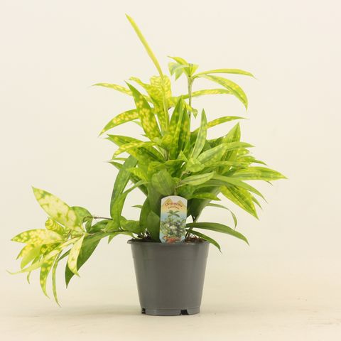 Dracaena surculosa 'Mike'