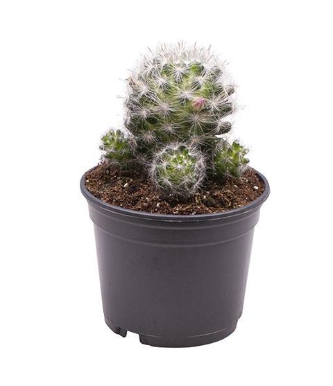 Mammillaria spinosissima