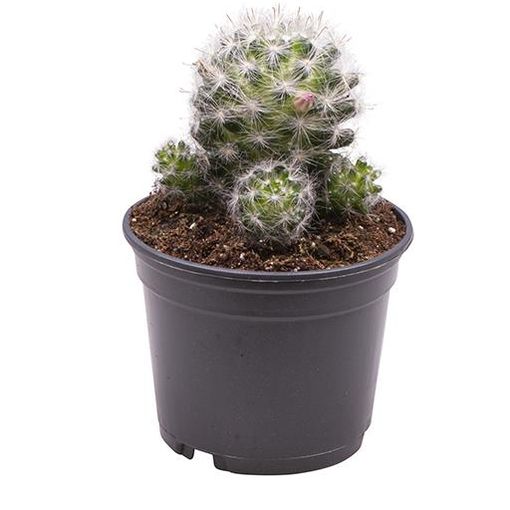 Mammillaria spinosissima