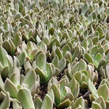 Echeveria 'Nichi'