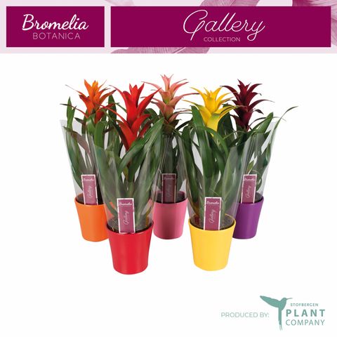 Guzmania MIX