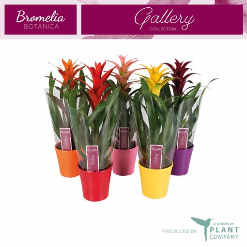 Guzmania MIX