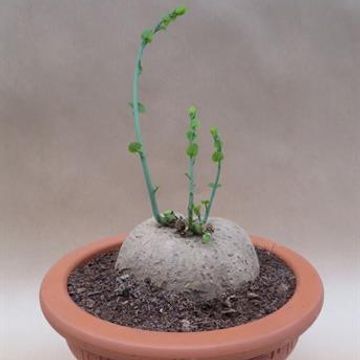 Stephania cephalantha