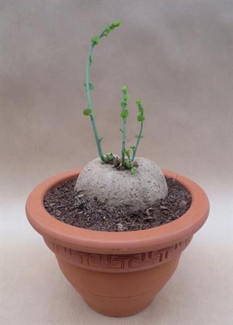 Stephania cephalantha