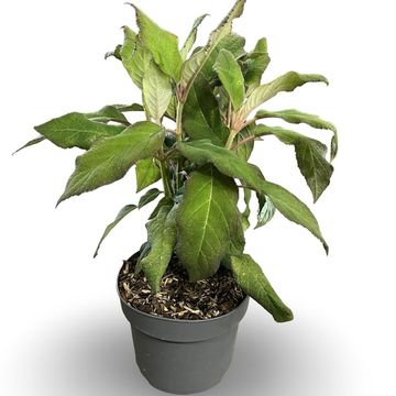 Hydrangea aspera 'Macrophylla'