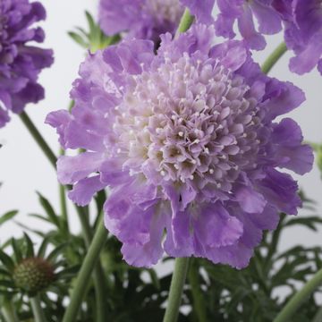 Scabiosa columbaria 'Butterfly Blue'