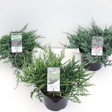 Juniperus MIX