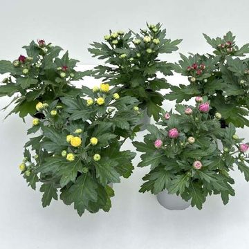 Chrysanthemum INDICUM MIX