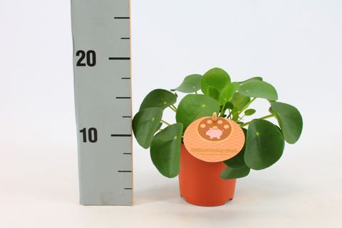 Pilea peperomioides