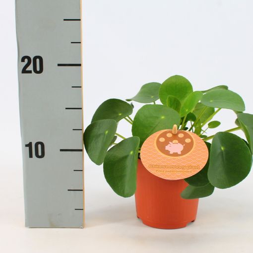 Pilea peperomioides