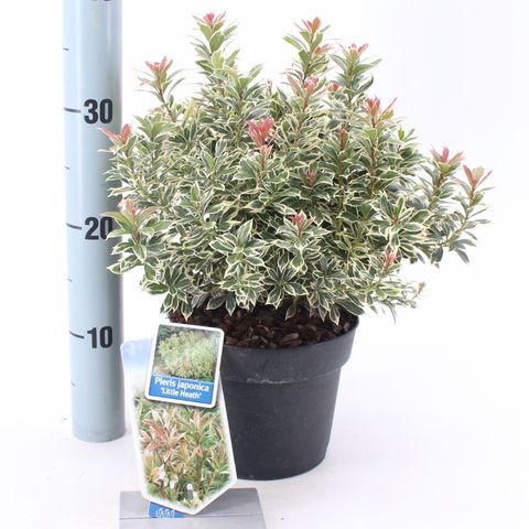 Pieris japonica 'Литл Хит'