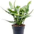 Filodendro 'Silver Queen'