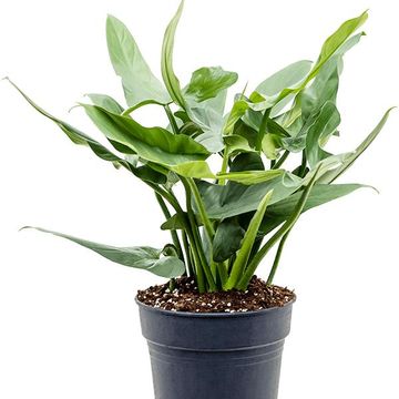 Philodendron 'Silver Queen'