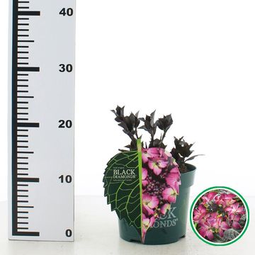 Hydrangea macrophylla BLACK DIAMONDS DARK ANGEL PURPLE