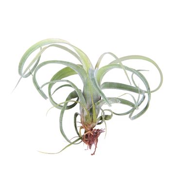 Tillandsia 'Curly Slim'