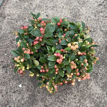 Гаултерия procumbens 'Winter Pearls'