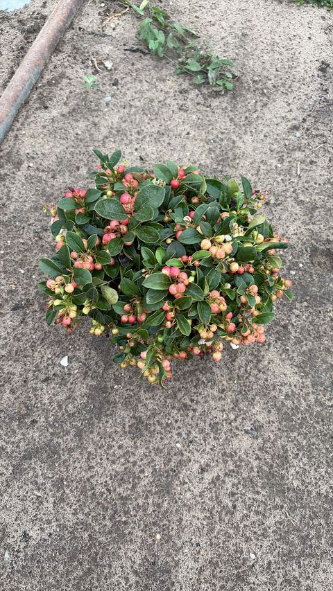 Гаултерия procumbens 'Winter Pearls'
