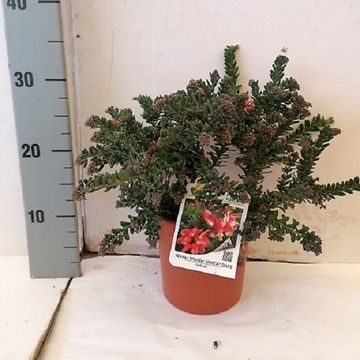 Grevillea lanigera 'Winter Wonder'