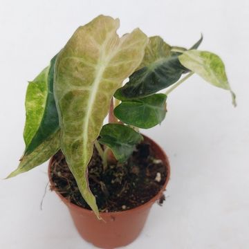 Alocasia 'Polly Yellow Variegata'