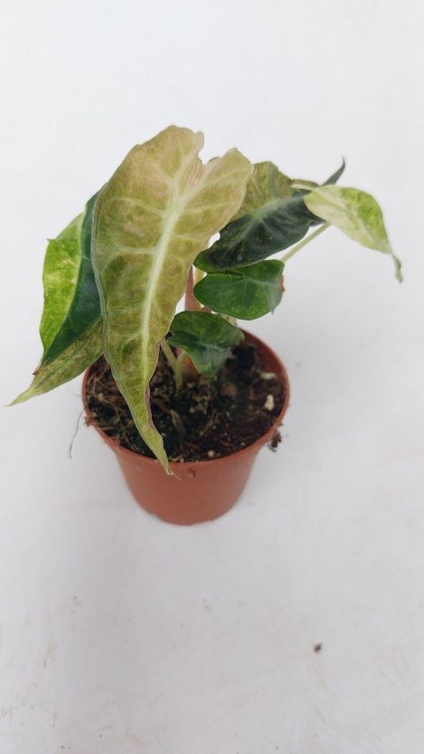 Alocasia 'Polly Yellow Variegata'