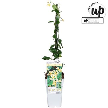 Trachelospermum jasminoides STAR OF TOSCANE