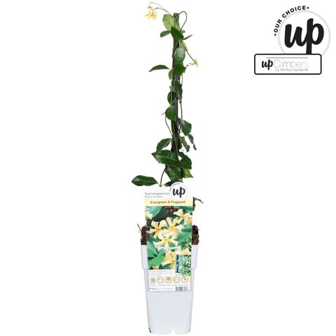 Trachelospermum jasminoides STAR OF TOSCANE