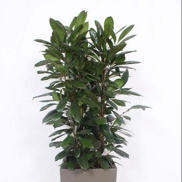Ficus cyathistipula