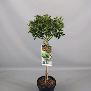 Ilex aquifolium 'Alaska'