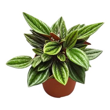 Peperomia caperata 'Rosso'