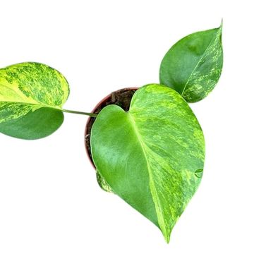 Monstera deliciosa 'Aurea'