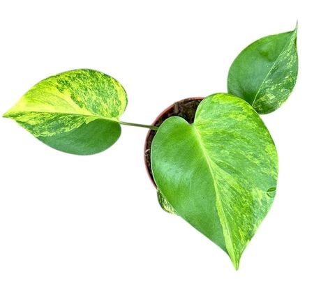 Monstera deliciosa 'Aurea'