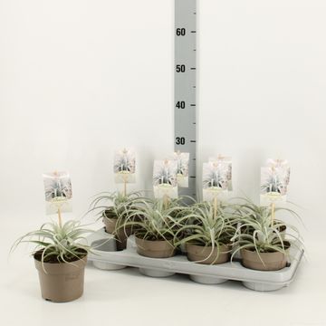 Tillandsia xerographica