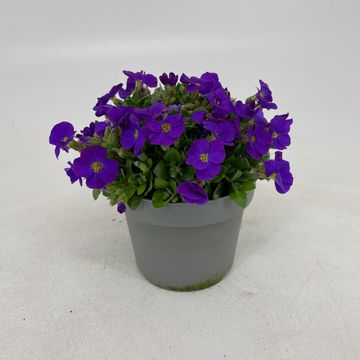 Aubrieta MIX