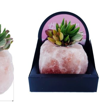 Arrangement Succulents