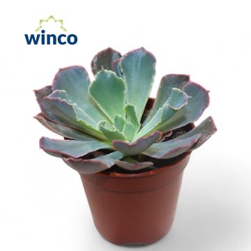 Echeveria 'Neon Breakers'