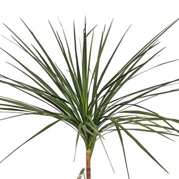 Cordyline australis GREEN STAR
