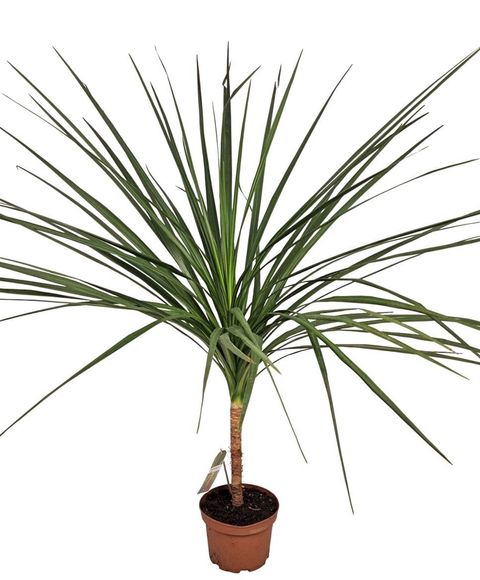 Cordyline australis GREEN STAR