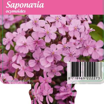 Saponaria ocymoides